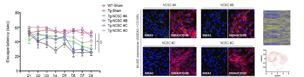 알츠하이머 동물모델에서 MUSE cell population에 따른 NTSCs 뇌 주입 기억/학습 효과