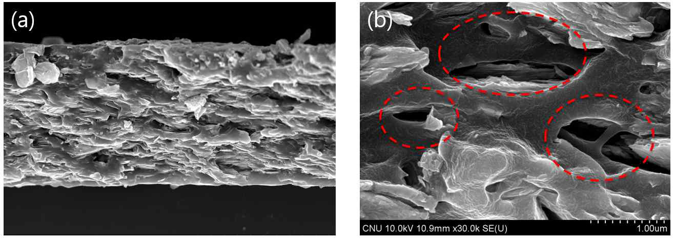 MAPbBr3/SEBS 복합체 박막의 cross-sectional SEM 이미지