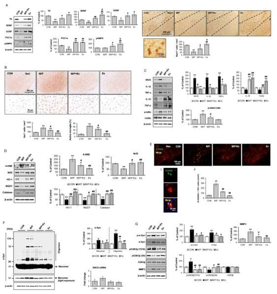 Subacute MPTP mouse model에서 운동의 항염증, 항산화, 및 알파시뉴클레인 항응집 효과. A. SN 영역에서의 신경성장인자들의 발현 변화. B. Iba-1+ cell 분포 및 활성도 변화. C. NF-kB 활성도, 염증성 및 항염증성 사이토 카인들의 발현 변화. D. 4-HNE adducts 및 Nrf2 pathway 변화. E. TH+/8-OHdG+ 염색. F. 알파시뉴클레인 올리고머 및 모노머 발현 변화. G. p-α-synuclein, p-GSK3β, MMP3 발현 변화