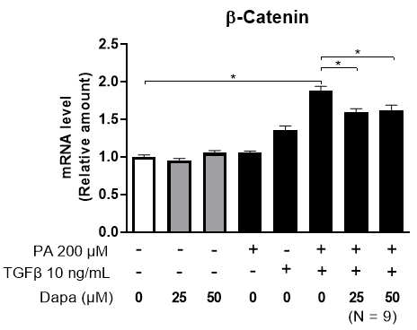 간암세포주 (Huh 7)에 palmitic acid와 TGFβ를 이용하여 유도한 지방간 간암세포 모델에서 SGLT-2 억제제의 β-catenin 발현 억제 효과