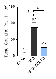 각 군 별 쥐 한 마리 당 간 표면의 종양 개수 Chow, DEN과 정상 식이 (chow) 투여군 (n = 11); HFD, DEN과 고지방 식이 (high-fat diet, HFD) 투여군 (n = 13); HFD + SGLT2i, DEN에 고지방 식이와 SGLT-2 억제제 (dapagliflozin, Dapa)의 혼합 사료 투여군 (n = 11)