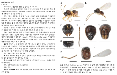 혹벌과 곤충의 종 기재 예시