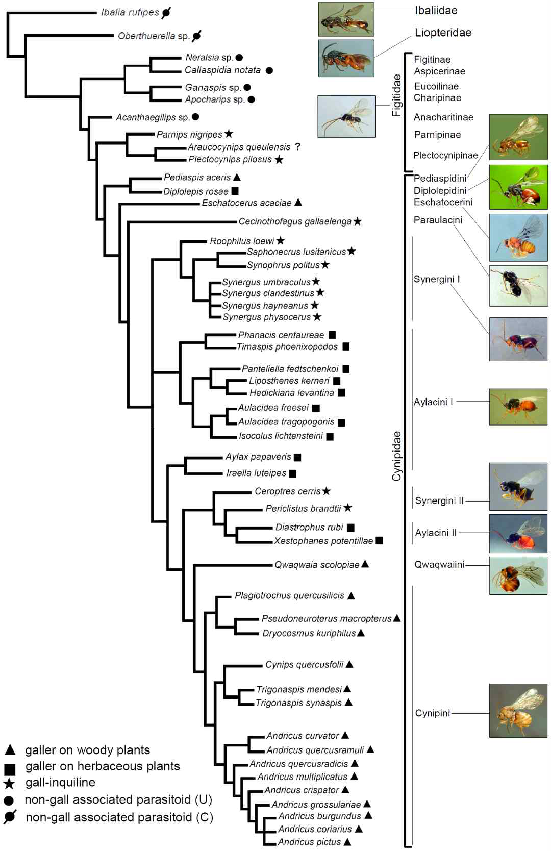 혹벌상과(Cynipoidea) 계통도