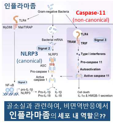 인플라마좀과 뼈 연구의 필요성