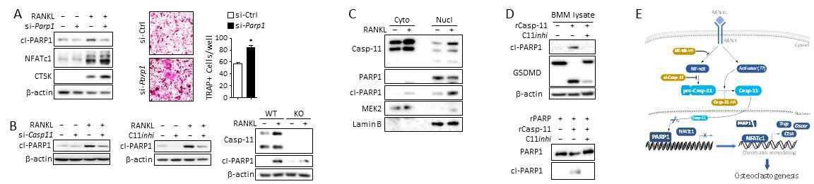 파골세포 분화에서 Caspase-11의 기질 단백으로서 PARP1 규명 (A) 파골세포 억제인자 PARP1의 knock-down 효과. (B) Caspase-11 억제가 PARP1 절단에 미치는 영향. (C) RANKL 처리 시, 핵단백 PARP1을 절단하기 위해 Caspase-11의 핵으로 이동. (D) In vitro Caspase-11 enzyme assay를 통해 Caspase-11에 의한 PARP1의 직접 절단 가능성 분석. (E) 요약 그림