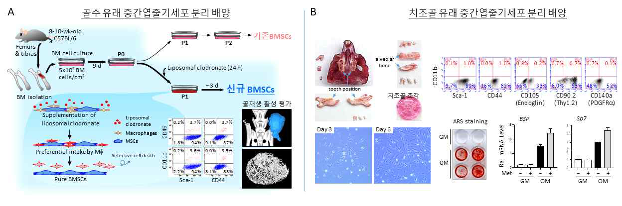 골수 및 치조골 유래 중간엽줄기세포의 분리방법 개발 (A) 생쥐 골수 유래 중간엽줄기세포 배양에서 liposomal clodronate를 이용해 대식세포 오염을 획기적으로 감소시킴. Flow cytometer 분석과 ectopic bone formation assay를 통해 그 순도와 활용도를 확인함. (B) 생쥐 치조골에서 효소처리 방법을 통해 조직 적합성을 높인 중간엽줄기세포를 분리하고 순도와 분화능을 확인함