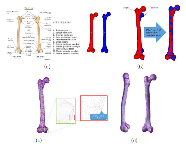 3차원 대퇴뼈 변형 모델 생성; (a) 랜드 마크 정의 및 위치 데이터 획득 (b) deformable transformation을 통한 3D 모델 변형 (c) 3D 모델 포인트 클라우드 변환 및 최근접이웃점 알고리즘을 통한 대응점 추정 (d) 추정된 포인트 클라우드를 통한 변형된 3D 모델 시각화