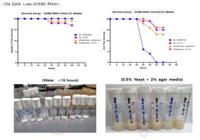 OR59b RNAi 초파리의 starvation에 대한 저항성 실험