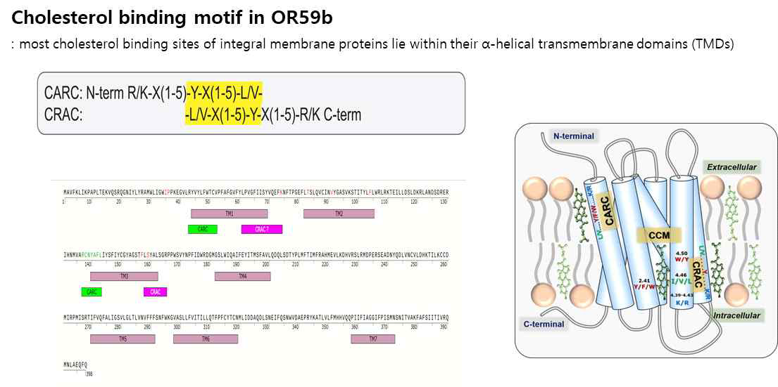 OR59b 수용체 단백질의 cholesterol binding motif(CARC/CRAC)