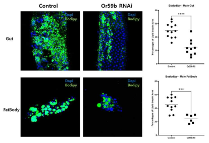 OR59b RNAi 초파리(Gut 및 Fatbody)의 중성지방 함유량 측정(BODIPY staining)