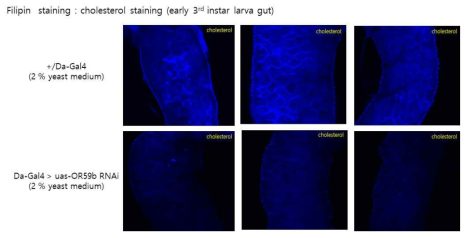 Filipin 염색을 통한 대조군 및 OR59b RNAi 초파리 유충의 장 염색실험