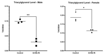 대조군 및 OR59b RNAi 초파리의 혈액내 Triacylglycerol 함량 비교