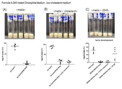 Low-cholesterol medium을 이용한 OR59b RNAi 초파리의 해치율 비교 실험