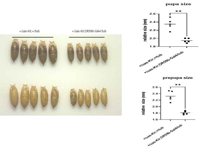 OR59b-Gal4 > UAS-kir2.1, tub-GAL80ts 초파리 번데기 크기의 비교