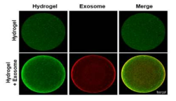 Confocal을 통한 지방 줄기세포 유래 엑소좀의 담지 효율 분석 결과