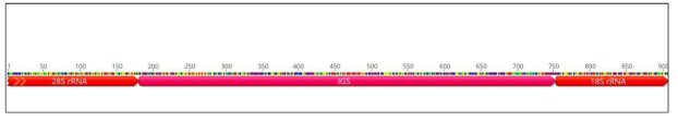 NGS를 통해 분석 후 annotation 처리된 Culex pipiens complex ribosomal DNA(SSU, IGS,LSU)