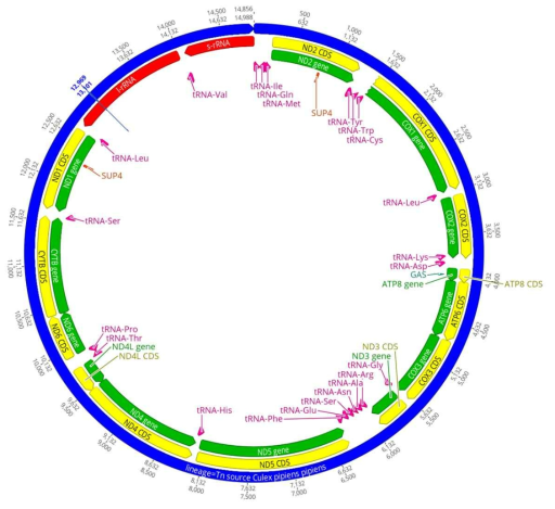 NGS를 통해 분석 후 annotation 처리 된 Culex pipiens complex mitochondrial DNA(ATP6, COX1, COX2, COX3, CYTB, ND1, ND2, ND3, ND4, ND4L, ND5, ND6)