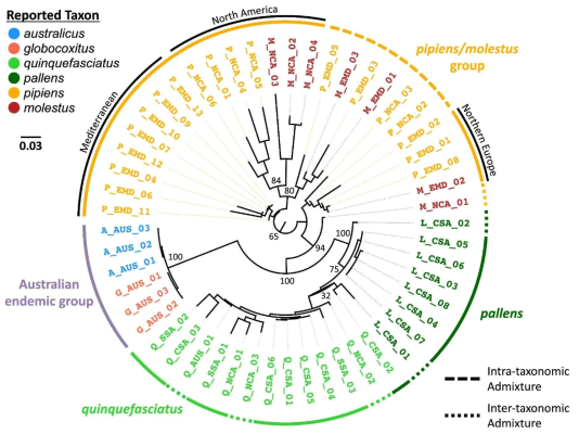 Culex pipiens complex 내에서의 종별 관계 계통수(Aardema et al., 2020)