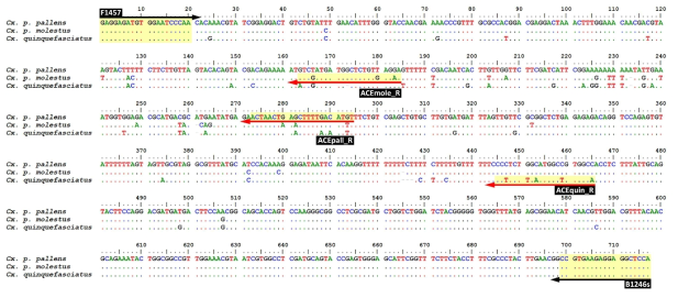 Culex pipiens complex 3종에 대한 ace2 gene 서열 및 프라이머 위치