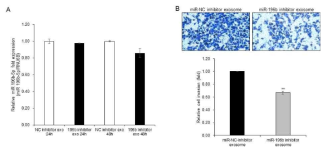 miR-196b-5p-inhibitor 엑소좀에 의한 A549 세포의 침윤감소. miR-196b-5p의 발현 감소(A), miR-196b-5p inhibitor 엑소좀에 의한 침윤 감소(B)