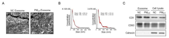 미세먼지 처리 및 대조군 세포에서 분리한 엑소좀을 주사 현미경을 통해 모양 및 크기 확인(A), NTA에 의한 엑소좀 크기 및 양의 확인(B), Immunoblot에 의한 엑소좀 마커 확인(C)
