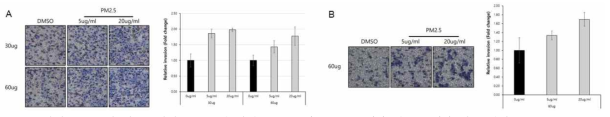 미세먼지 처리 세포유래의 엑소좀에 의한 침윤 증가 BEAS-2B(A) 및 A549(B) 세포 확인