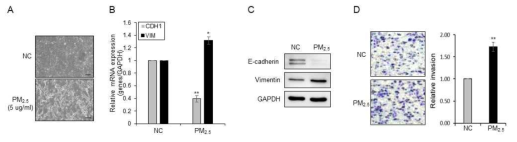 저농도로 장기간 미세먼지에 노출된 BEAS-2B세포의 EMT 및 침윤 증가. 미세먼지 노출 세포의 모양변화(A), CDH1 및 vimentin mRNA발현 변화(B), E-cadherin 및 vimentin 단백질발현 변화(C), 미세먼지에 의한 침윤 증가 확인(D)