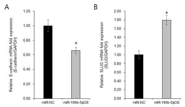 miR-196b-5p 과발현에 의한 E-cadherin(A) 및 SLUG(B) mRNA발현 변화