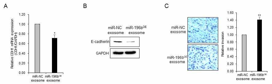 miR-196b-5p 과발현된 엑소좀에 의해 BEAS-2B 세포의 E-cadherin 발현 감소 및 침윤 증가. E-cadherin mRNA 발현 (A), E-cadherin 단백질 발현 (B), 침윤(C)