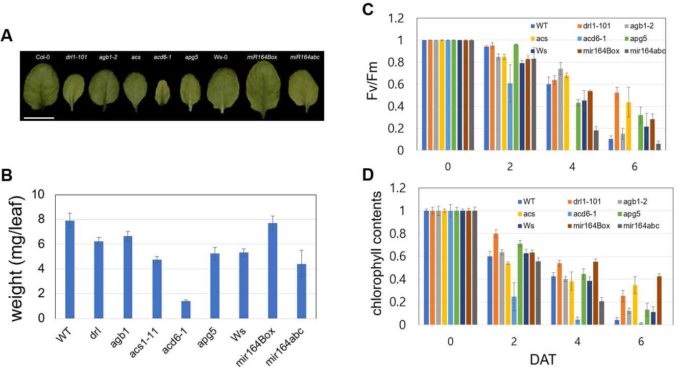 기능 연구 후보 유전자 돌연변이체의 잎 기관 생장과 노화 표현형 분석. (A) 잎이미지(DAE12) (B) 잎의 무게, (C) 암처리시 잎의 광합성 효율 (D) 엽록소 함량