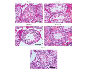 남성갱년기 동물모델에서 ESWT치료 후 germinal cell layer의 내경 변화