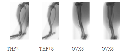 micro-CT 사진