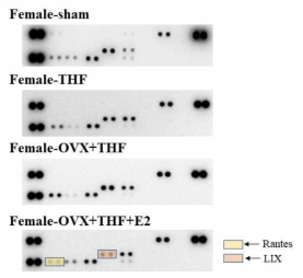 Cytokine array