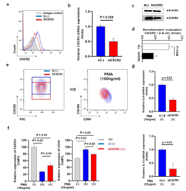 Effect of CXCR2-siRNA in eosinophilic cell lines activated by PMA stimulation (dEol-1) a-d Knockdown of CXCR2 expression by CXCR2-siRNA, flow-cytometry (a: Representative histogram), RT-qPCR (b), and western blot analyses (c). β-actin was used as an internal control. The ratio of CXCR2 expression was measured by ImageJ (d). e-f Correlation between CXCR4 and CD69 (e: Representative contour plot; right panel) and comparison of CXCR4 downregulation and CD69 upregulation (f) in siCXCR2 negative (Blue ; control) and siCXCR2 positive (Red) populations (e: Representative contour plot; left panel) with PMA stimulation. g Comparison of T2 cytokines expression. Each %MFI ratio was normalized to the each subset of siCXCR2 negative and siCXCR2 positive cells that were not stimulated by PMA as negative controls for each group with PMA