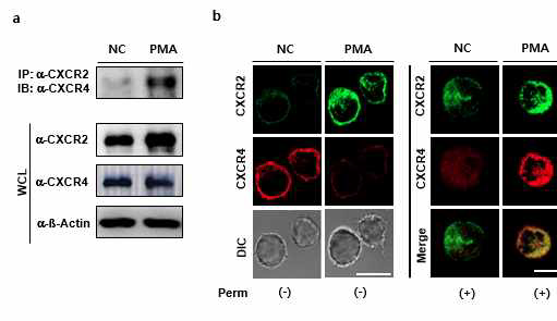 Interaction of cellular CXCR2 and cellular CXCR4 in the activated dEol-1 cells a dEol-1 cells were activated with PMA (10ng/ml). Lysates were applied for immuno-precipitation. Interaction of CXCR2 with cellular CXCR4 was assessed by immunoblot using an anti-CXCR4 antibody b dEol-1 cells activated by PMA were co-stained with antibodies against cellular CXCR2 (green) and cellular CXCR4 (red) and observed under confocal microscopy (right panels). Endogenous expression of CXCR2 and CXCR4 in cells not treated by PMA was shown in left of each panel as control (NC). IP: immuno-precipitation, IB: Immuno-blot, White bar, 10 μm