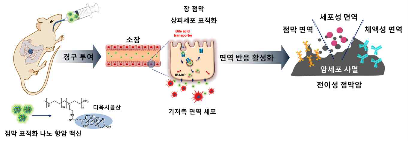 경구형 점막 표적화 나노 항암 백신을 통한 점막·체액성·세포성 면역 유도와 전이성 점막암의 치료