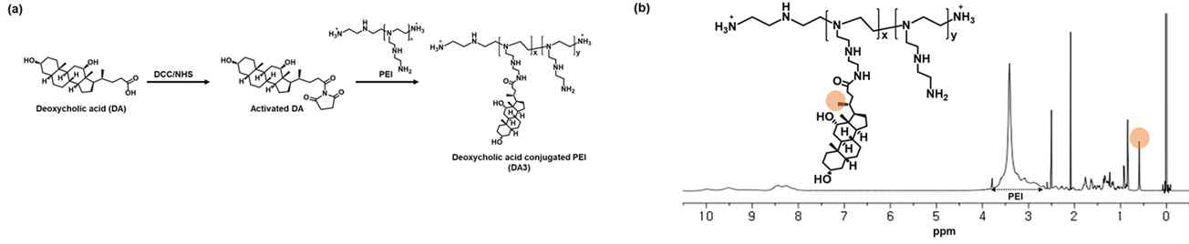 (a) 폴리에틸렌이민-디옥시콜산 접합체의 합성과 (b) H1-NMR 분석