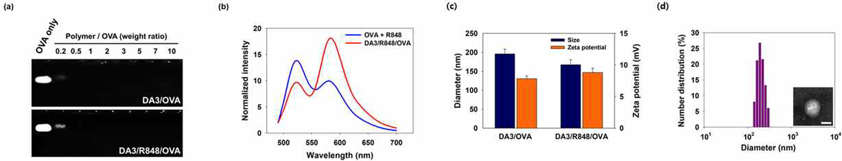 OVA와 R848를 봉입한 나노 입자의 형성 평가를 위한 (a) 겔 지연 분석법 및 (b) FRET 분석 (c) DA3/OVA와 DA3/R848/OVA 나노 입자의 사이즈 및 표면전하 분석과 (d) DA3/R848/OVA나노 입자의 분포 및 전자현미경(TEM) 사진