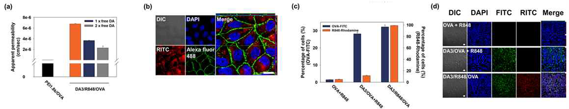 (a)나노 입자의 상피세포로의 흡수 효율, (b)상피세포의 transcellular 경로를 통해서 전달되는 나노 입자의 형광이미지, 항원과 면역 증강제가 봉입된 나노 입자의 상피세포로의 전달 효율(c, d)