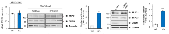 CRBN발현 억제시 생쥐와 세포에서 TRPC1 단백질 발현 증가