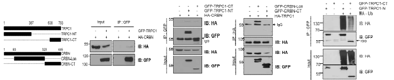 TRPC1의 N말단에 CRBN이 결합, TRPC1은 CRBN의 Lon부위에 결합하고, TRPC1의 N말단에 CRBN이 특이적 결합하여 TRPC1단백질을 유비퀴틴 조절 기전으로 분해함