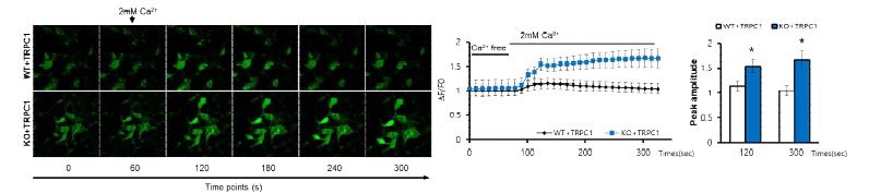 CRBN-KO 세포에서 TRPC1 과발현시 WT 세포보다 칼슘 유입이 증가됨을 확인