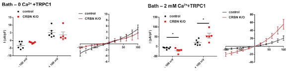 2mM 칼슘에서 CRBN KO에서 TRPC1의 칼슘채널이 활성화되어 칼슘유입이 증가됨
