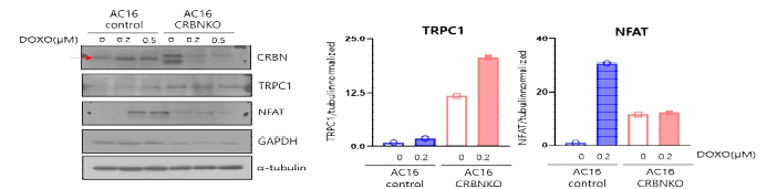 CRBN 결핍 심장세포에서 doxorubicin 투여 후의 TRPC1과 심장비대마커 단백질의 발현 변화