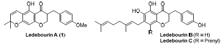 C-prenylated homoisoflavonoids ledebourin A, B, and C