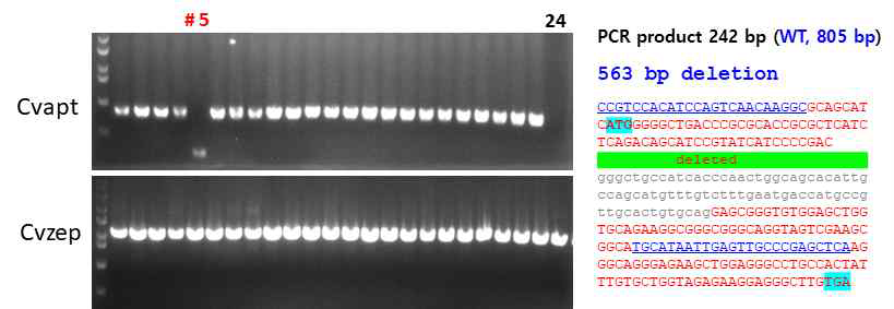 PCR analysis and the sequence of the selected apt mutant for ZEP mutant