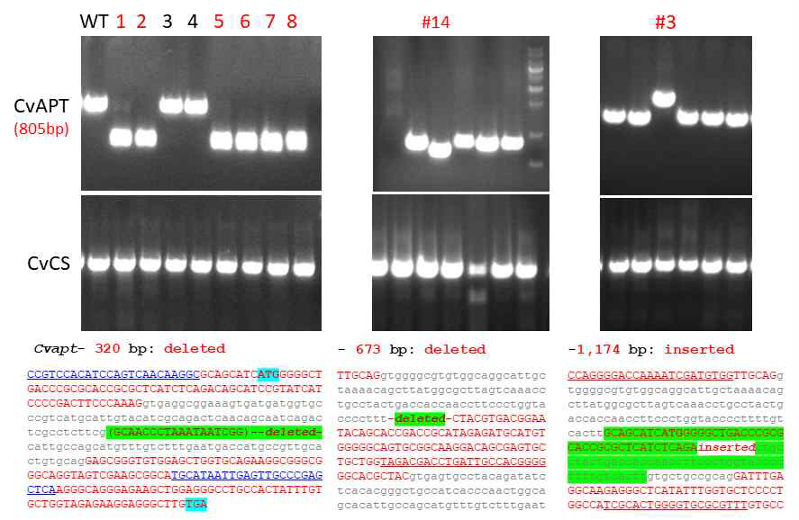 PCR analysis and the sequence of the selected apt and CS genes for CA mutant