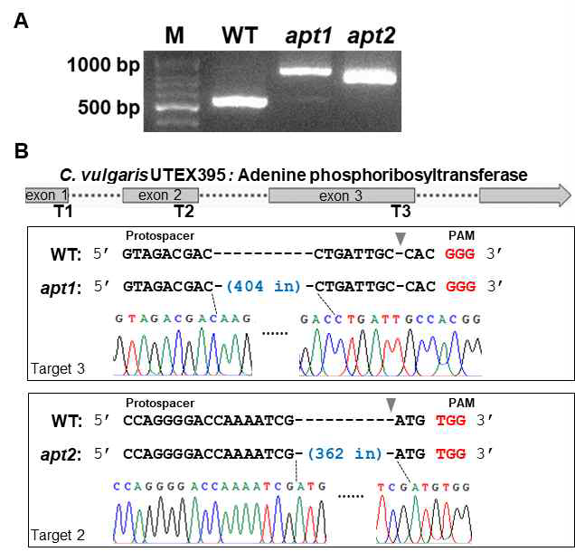 apt mutants의 genomic DNA PCR 분석(A)과 서열 분석(B)