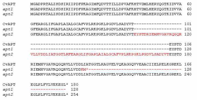 apt 돌연변이체의 APT 아미노산 서열 비교 분석