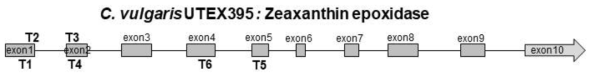 CvZEP 유전자의 partial genonic DNA 구조와 sgRNA target (T1~T6) 위치